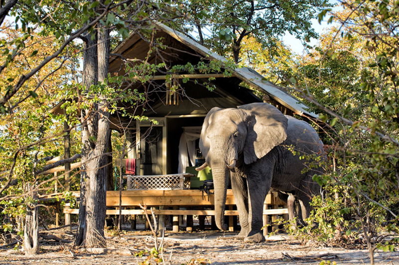 Private Guided Botswana