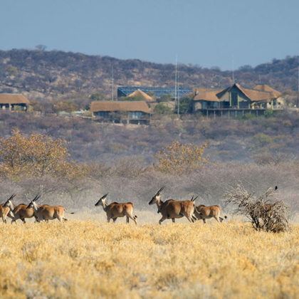 Secret Serengeti