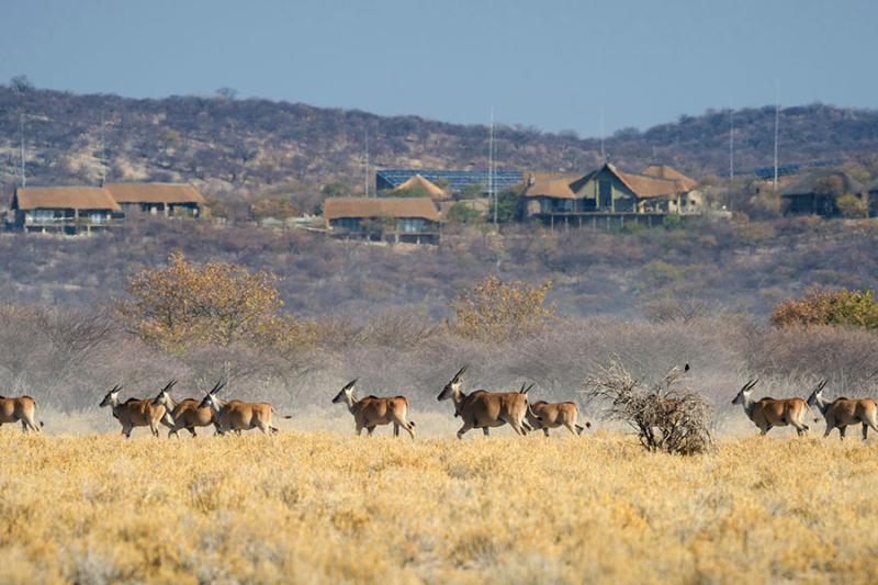 Secret Serengeti