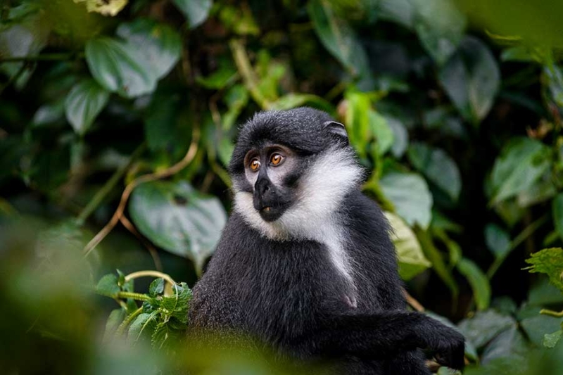 Ultra-Luxury Rwanda Gorilla & Rainforest Experience USD14595